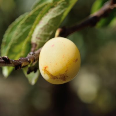 Prunus domestica Stor Mirabell (Mirabelle de Nancy)