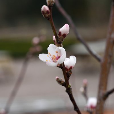 Sötmandel, Prunus dulcis (amygdalus) Fersken Mandel, C10
