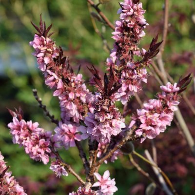 Prunus persica Crimson ® Bonfire