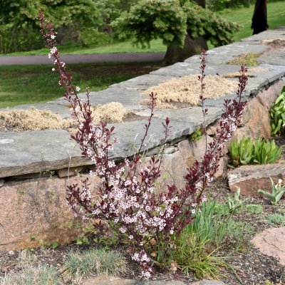 Prunus cistena, Svartplommon