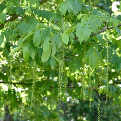 Pterocarya fraxinifolia