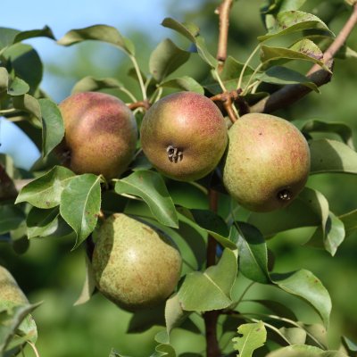 Päron, Bella (Belorusskaja Pozdnaja), stam P. com 2 års co