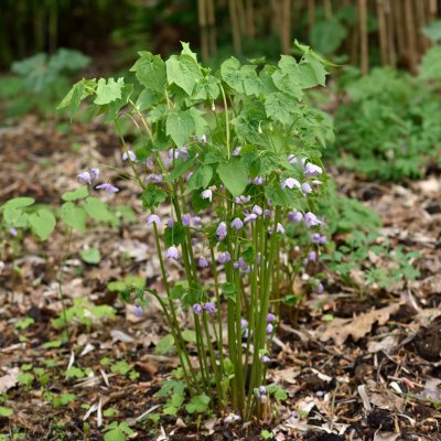 Ranzania japonica, Ranzania, P9cm