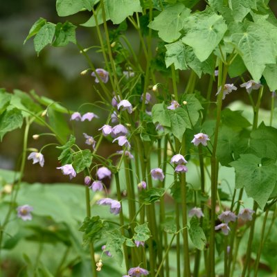 Ranzania japonica, Ranzania, P9cm