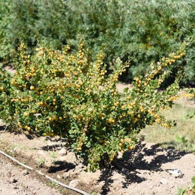 Ribes grossularia Dagmar