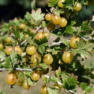 Ribes grossularia Dagmar