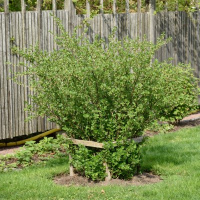 Ribes grossularia Hinnonmäki Röd, Röda Krusbär