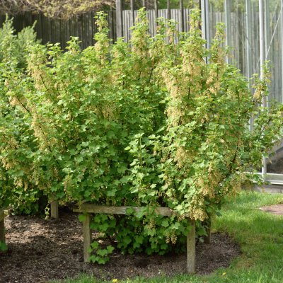 Ribes rubrum Jonkheer van Tetz, Röda Vinbär