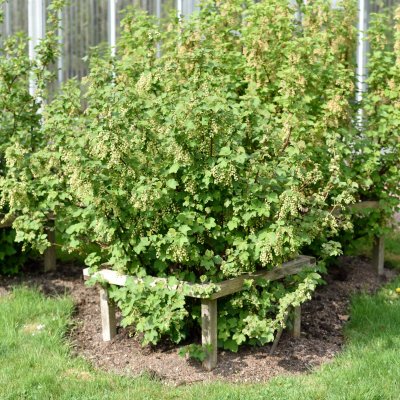 Ribes rubrum Vit Jätte, Vita Vinbär, busk C3,5