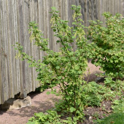 Ribes rubrum Vita Holländska, Vita Vinbär