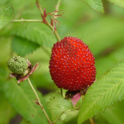 Rubus illecebrosus, Jordgubbshallon, C2