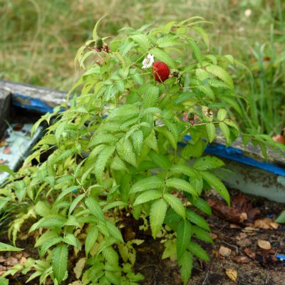 Rubus illecebrosus, Jordgubbshallon, C2