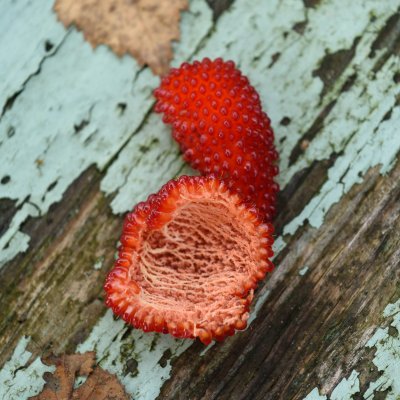 Rubus illecebrosus, Jordgubbshallon, C2