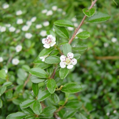 Cotoneaster suec. Skogholm, Skogholmsoxbär, 30-40 C2