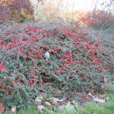Cotoneaster suec. Coral Beauty, Krypoxbär