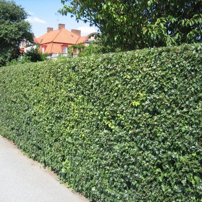 Crataegus monogyna, Trubbhagtorn