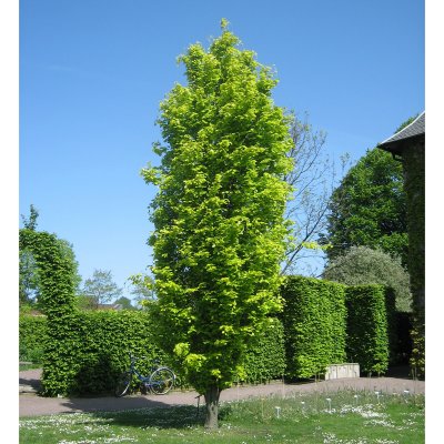 Fagus sylvatica Dawyck Gold
