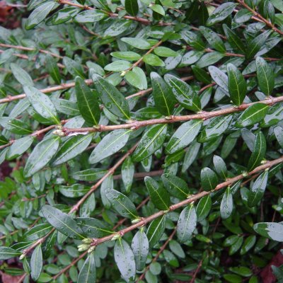 Lonicera pileata