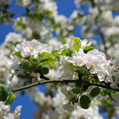Malus Crittenden