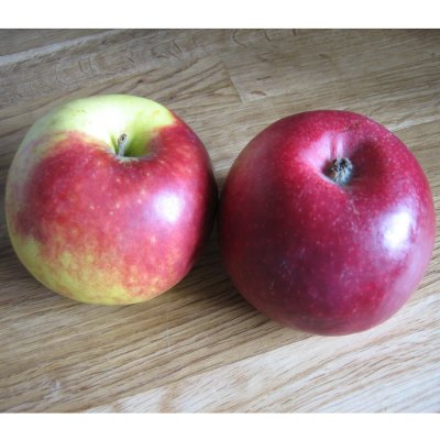 Vinteräpple, Kim ®, stam A2 2 års co