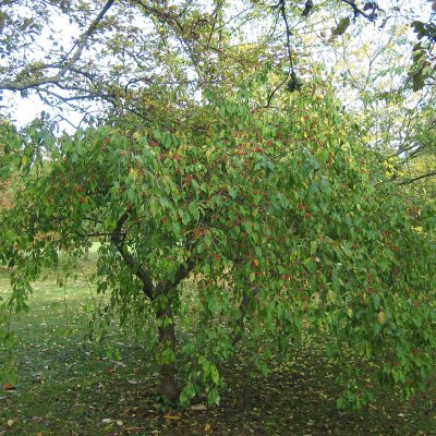 Malus Red Jade