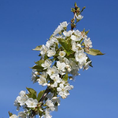 Sötkörsbär/Bigarrå, Gårdebo E, Låg Stam, stam GiSelA C10