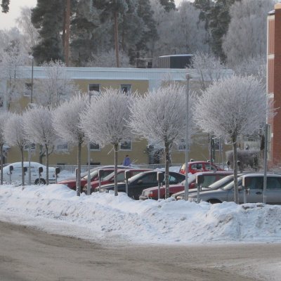 Prunus x eminens Umbraculifera