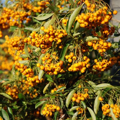 Pyracantha Soleil d´Or