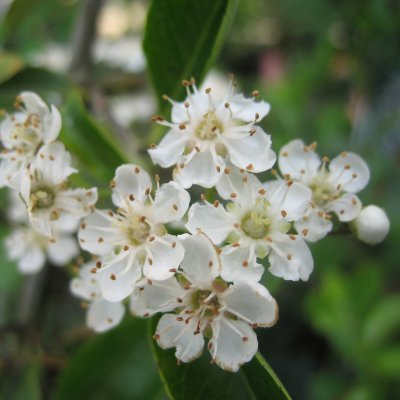 Pyracantha Soleil d´Or