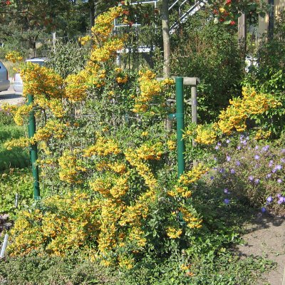 Pyracantha Soleil d´Or