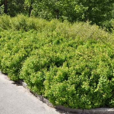 Spiraea betulifolia Tor, Björkspirea