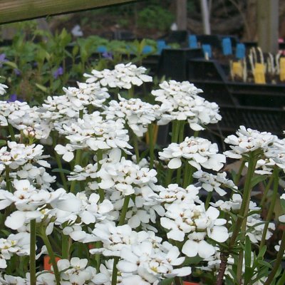 Iberis sempervirens Schneeflocke (Snowflake)
