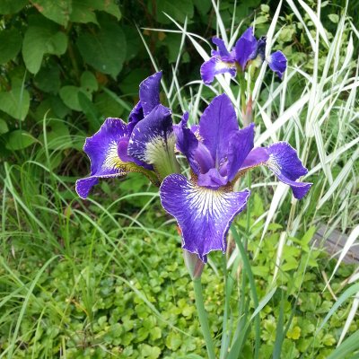 Iris sibirica Silver Edge, Rabattiris