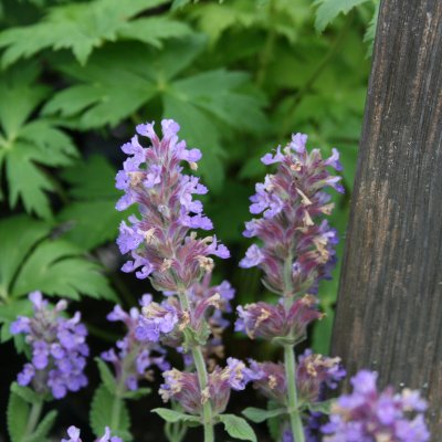Nepeta faassenii Purple Haze