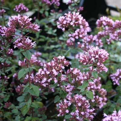 Origanum laevigatum Rosenkuppel