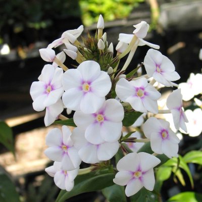Phlox maculata Omega, Prickflox