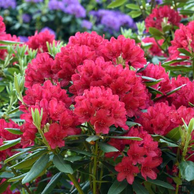 Rhododendron cataw. Feuerschein (Hachmann´s Feuerschein), Rododendron, 30-40 C3