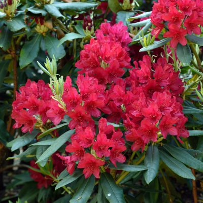 Rhododendron cataw. Feuerschein (Hachmann´s Feuerschein), Rododendron, 30-40 C3