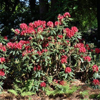 Rhododendron cataw. Feuerschein (Hachmann´s Feuerschein), Rododendron, 30-40 C3