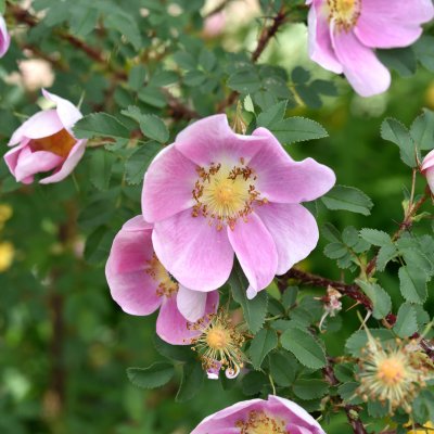 spinosissima Hällestorp, Spinosissimaros, C4