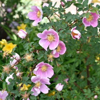spinosissima Hällestorp, Spinosissimaros, C4