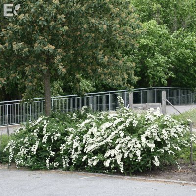 Spiraea nipponica E