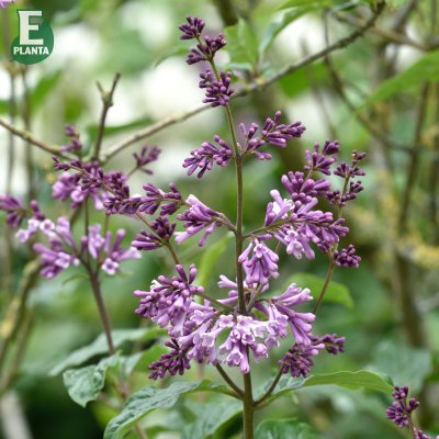 Syringa josikaea Oden E, Ungersk Syrén, busk C5