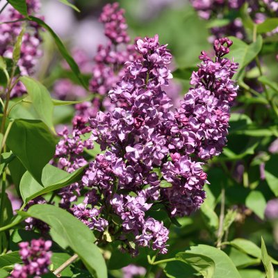 Syringa vulgaris Charles Joly