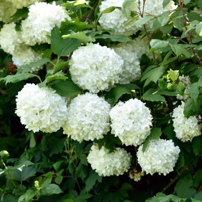 Viburnum opulus Roseum