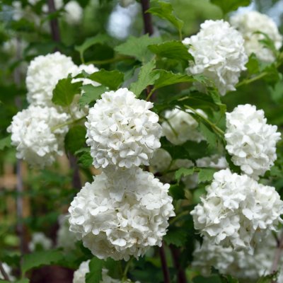 Viburnum opulus Roseum