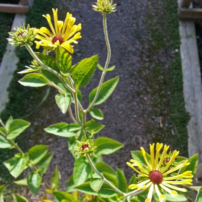 Rudbeckia subtomentosa Little Henry ®, Prärierudbeckia, P9cm
