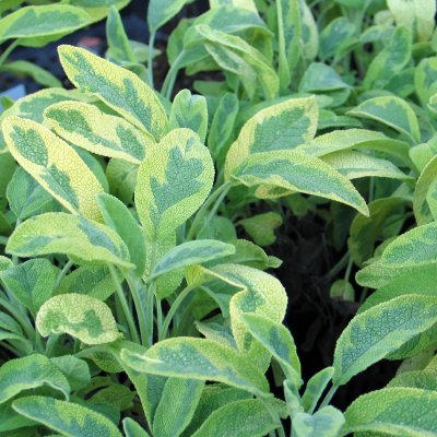 Salvia officinalis Icterina, Kryddsalvia