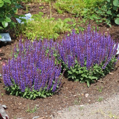 Salvia nemorosa Sensation ® Deep Blue