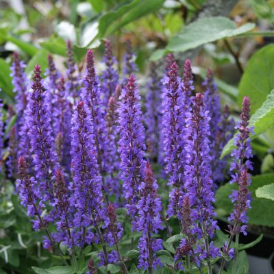Salvia nemorosa Sensation ® Deep Blue